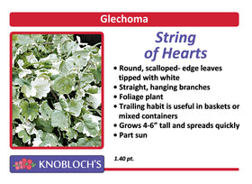 Glechoma String of Hearts