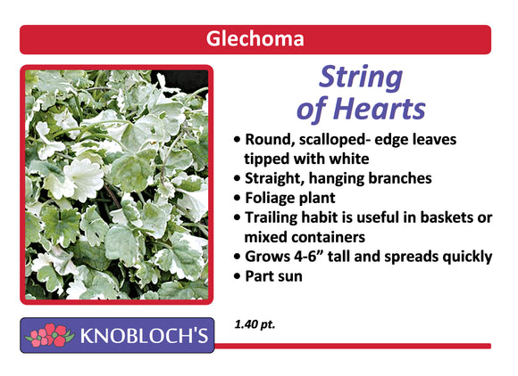 Glechoma String of Hearts