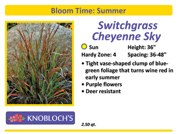 Grass - Switchgrass Cheyenne Sky