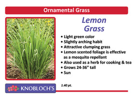 Grass - Lemon Grass