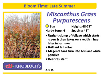 Grass - Miscanthus Purpurascens
