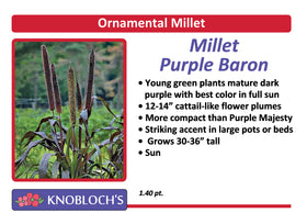 Ornamental Millet - Purple Baron