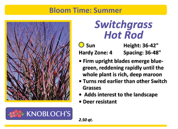 Grass - Switchgrass Hot Rod