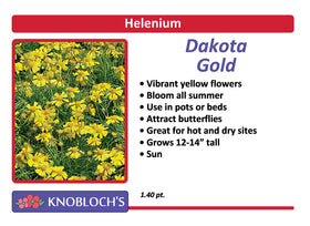 Helenium - Dakota Gold