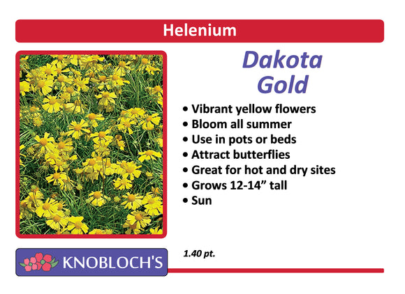 Helenium - Dakota Gold