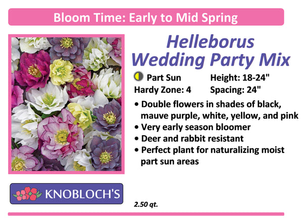 Helleborus - Wedding Party Mix