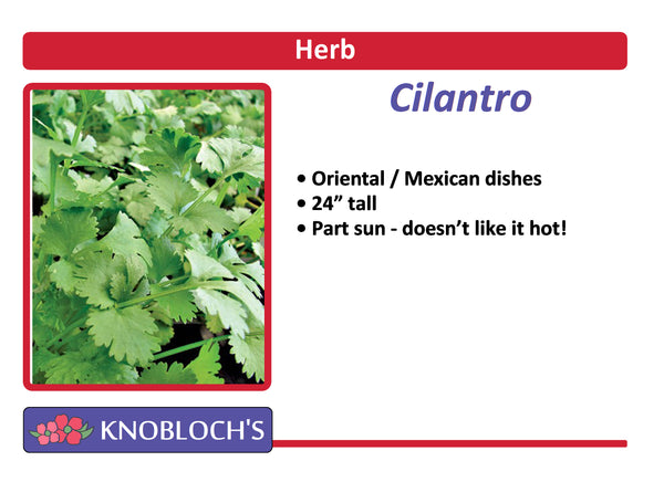 Cilantro - Coriander Cilantro
