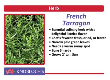French Tarragon
