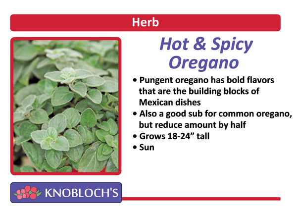 Oregano - Hot and Spicy