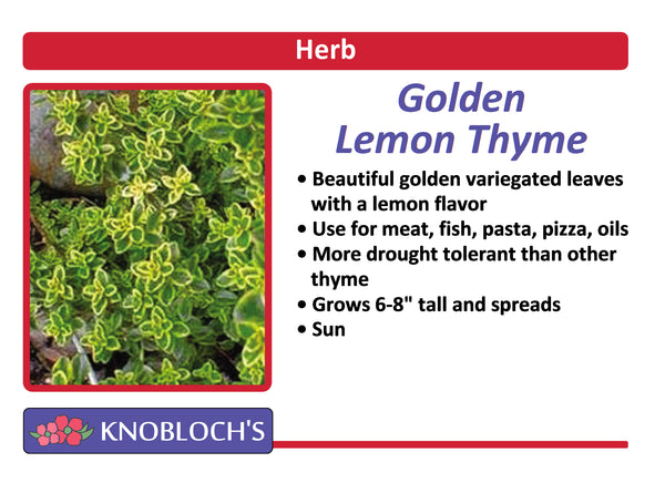 Thyme - Golden Lemon Thyme