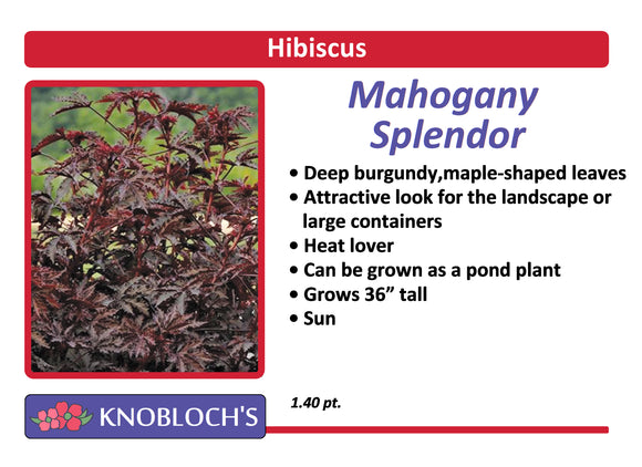 Hibiscus - Mahogany Splendor