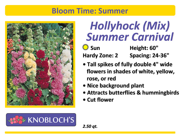 Hollyhock - Summer Carnival