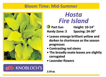 Hosta - Fire Island