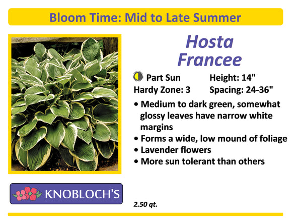 Hosta - Francee