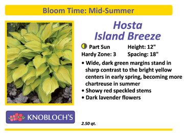 Hosta - Island Breeze