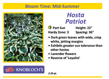 Hosta - Patriot