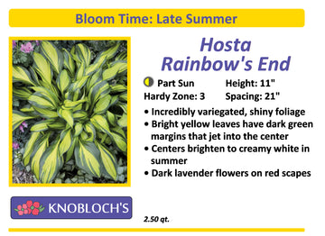 Hosta - Rainbow’s End