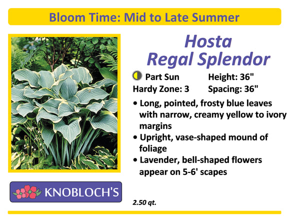 Hosta - Regal Splendor