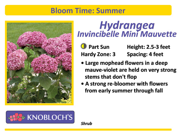 Hydrangea - Invincibelle Mini Mauvette