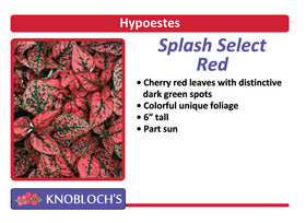 Hypoestes - Splash Select Red (3 pk)