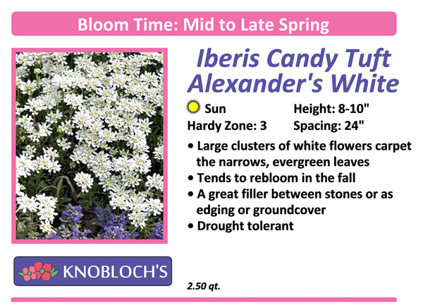 Iberis - Alexander's White