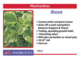 Iboza - Plectranthus Iboza
