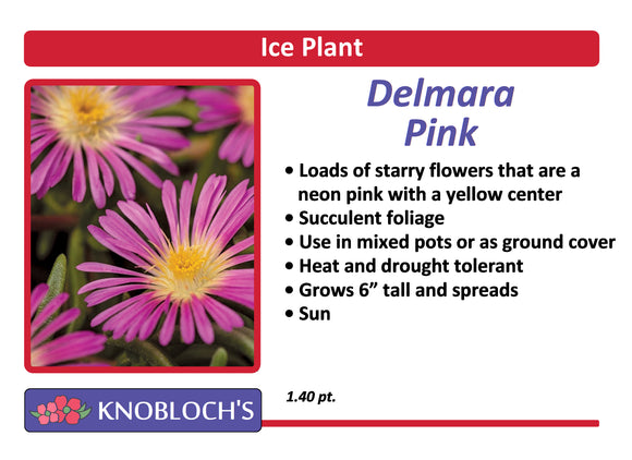 Ice Plant (Delosperma) - Delmara Pink