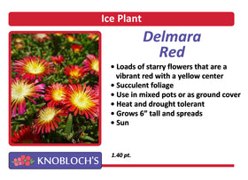 Ice Plant (Delosperma) - Delmara Red