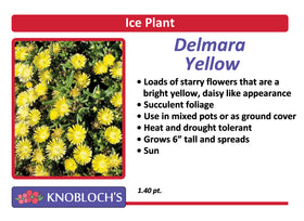 Ice Plant (Delosperma) - Delmara Yellow