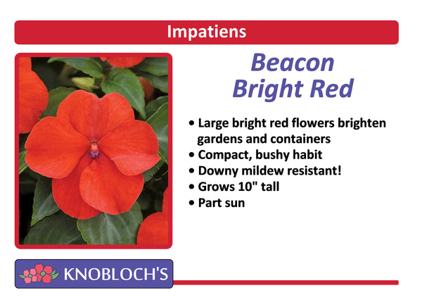 Impatiens - Beacon Bright Red (3 pk)