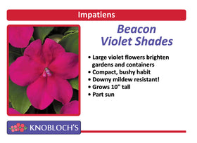 Impatiens - Beacon Violet Shades