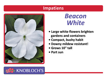 Impatiens - Beacon White (3 pk)