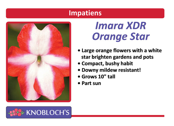 Impatiens - Imara XDR Orange Star