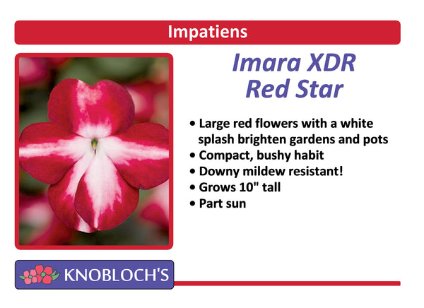 Impatiens - Imara XDR Red Star (3 pk)
