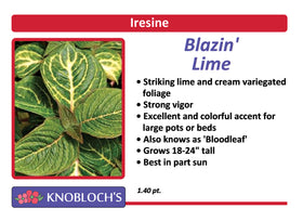 Iresine - Blazin' Lime