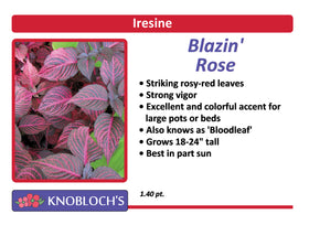 Iresine - Blazin' Rose