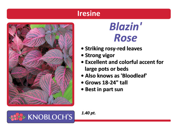 Iresine - Blazin' Rose