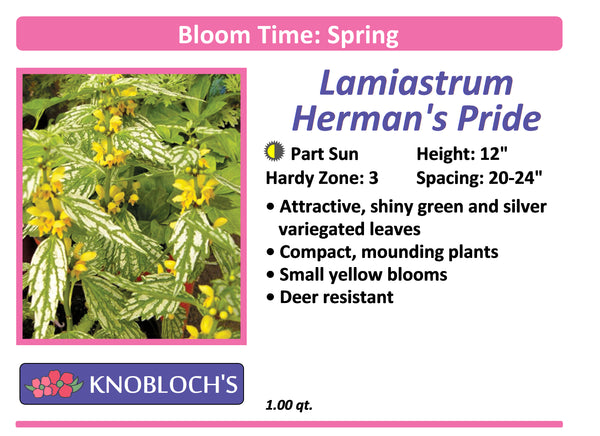 Lamiastrum - Herman's Pride