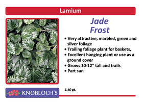 Lamiastrum - Jade Frost