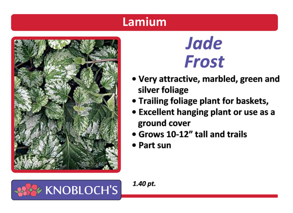 Lamiastrum - Jade Frost