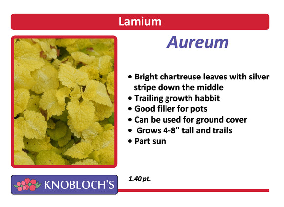 Lamium - Aureum