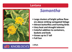 Lantana - Samantha