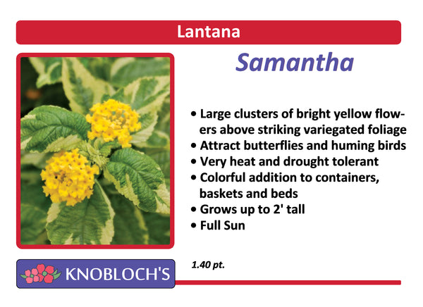 Lantana - Samantha