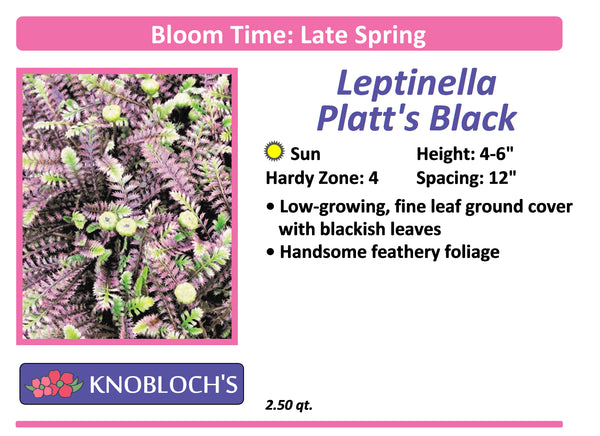 Leptinella - Platt's Black