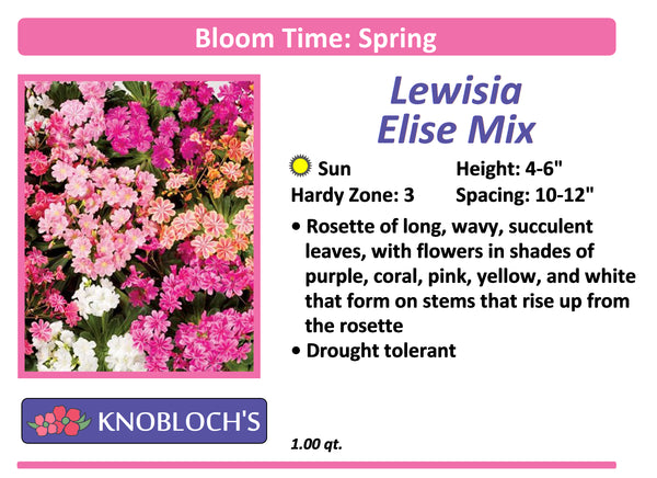 Lewisia - Elise Mix