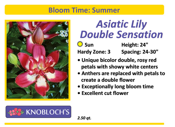 Lily Asiatic - Double Sensation