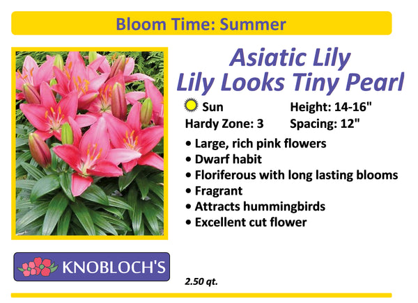 Lily Asiatic - Lily Looks Tiny Pearl