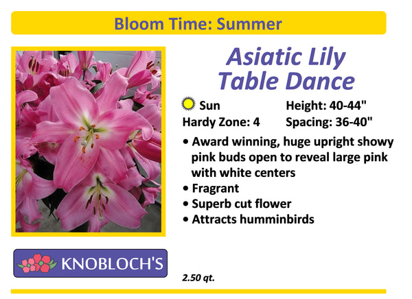 Lily Asiatic - Table Dance