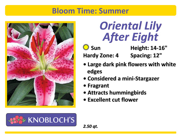 Lily Oriental - Sunny After Eight