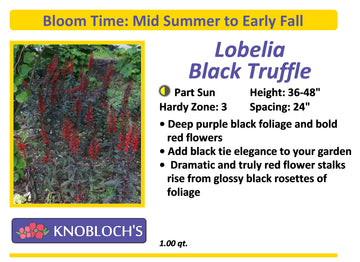 Lobelia - Black Truffle
